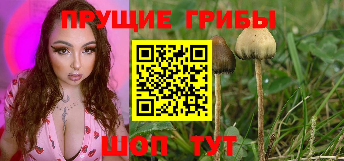 Псилоцибиновые грибы прущие грибы  Галлюциногенные грибы Psilocybine cubensis  Луховицы  Вход с VPN 